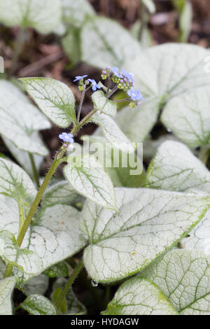 Feuillage bleu argenté et fleurs de printemps de la plante vivace, Brunnera macrophylla' Jack Frost' Banque D'Images