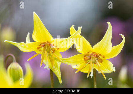 Fleurs de Printemps jaune de la truite hybride hardy, lily Erythronium 'Kondo' Banque D'Images