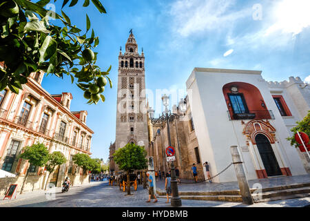 Sevilla, Espagne - 09 septembre 2015 : Tour de la Giralda, de la cathédrale Sainte Marie de l'voir, l'Andalousie. Arbre généalogique Mandarin, les touristes dans la rue Banque D'Images