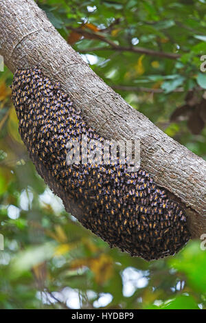 Ruche d'abeilles sauvages sur l'arbre dans l'île de Komodo Banque D'Images