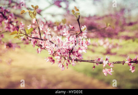 Redbud Tree rose et violet fleurs Banque D'Images