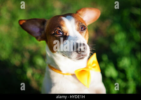 Portrait en gros plan d'un chien Jack Russell Terrier avec un papillon jaune sur son cou sur un fond d'herbe verte Banque D'Images