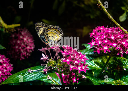 Papillon lacé léopard femelle (Cethosia cyane) Banque D'Images