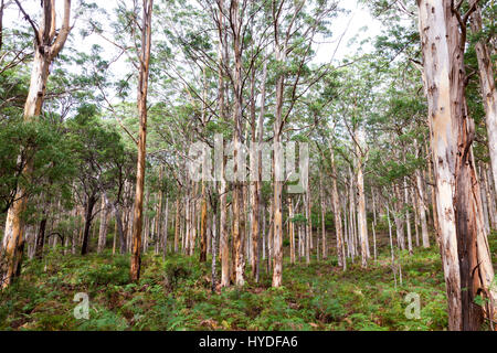 Karrie forest sur le chemin vers le bas à Augusta de Margaret River, Australie de l'Ouest. Banque D'Images