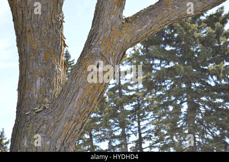 Split Branches sur un arbre à feuilles persistantes Banque D'Images