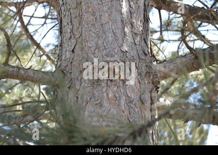 (Naughty pin noueux) en bordure d'une forêt Banque D'Images