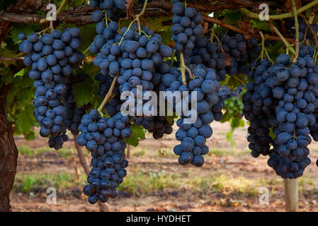 Adora sans pépins accroché sur vignes, près de Robinvale, Victoria, Australie c'est une variété, sous licence par Sun Monde. Banque D'Images