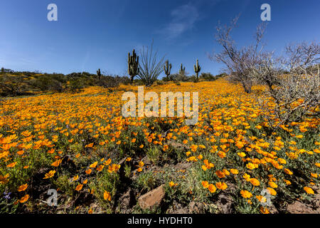 Printemps 2017 Super fleurissent à la Mesa péridot, désert de Sonora, Nation Apache San Carlos, Arizona, USA Banque D'Images