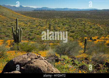 Printemps 2017 Super fleurissent à la Mesa péridot, désert de Sonora, Nation Apache San Carlos, Arizona, USA Banque D'Images