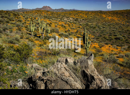 Printemps 2017 Super fleurissent à la Mesa péridot, désert de Sonora, Nation Apache San Carlos, Arizona, USA Banque D'Images