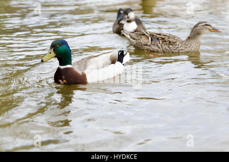 Canards nager dans le lac Mladost Banque D'Images