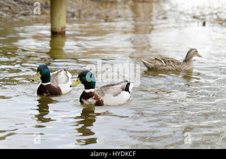 Canards nager dans le lac Mladost Banque D'Images