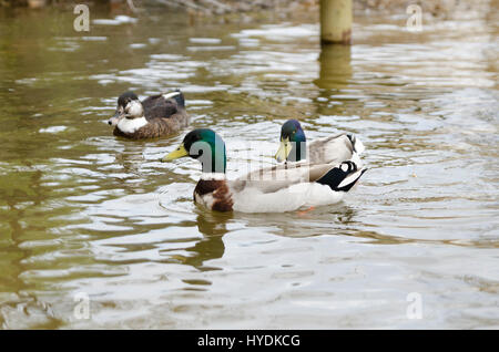 Canards nager dans le lac Mladost Banque D'Images