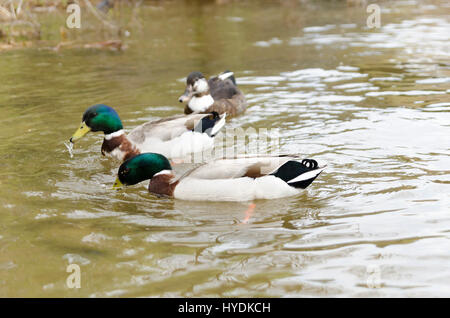 Canards nager dans le lac Mladost Banque D'Images