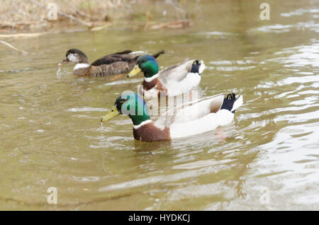 Canards nager dans le lac Mladost Banque D'Images