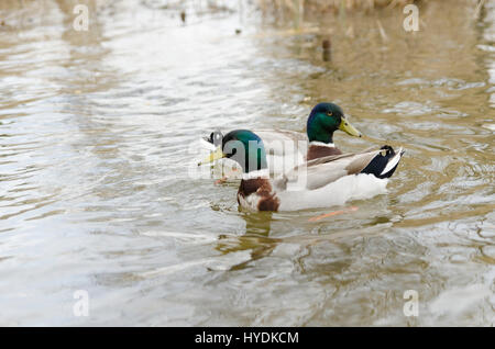 Canards nager dans le lac Mladost Banque D'Images