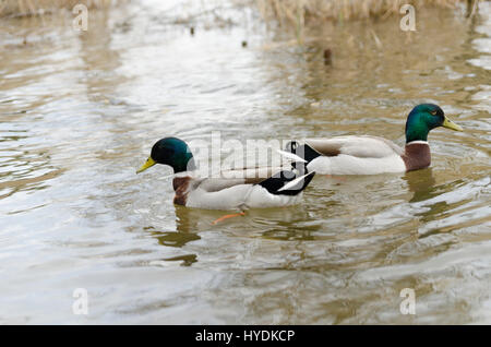 Canards nager dans le lac Mladost Banque D'Images