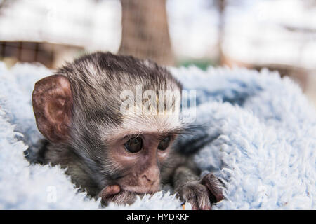 Singe bleu - abandonné Banque D'Images