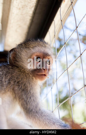 Singe bleu - abandonné Banque D'Images