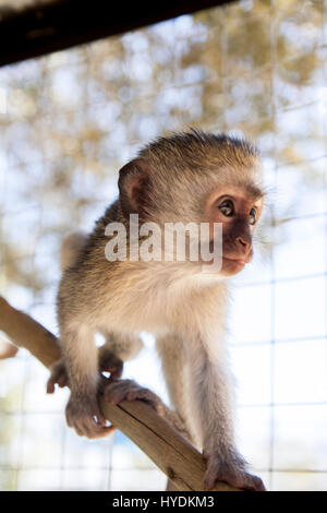 Singe bleu - abandonné Banque D'Images