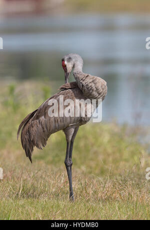 La grue, Grus, canadenis, Floria Banque D'Images