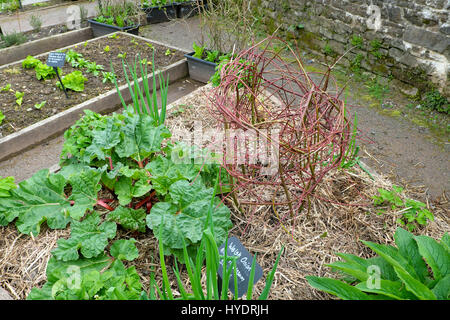 La rhubarbe et la structure de la tige de cornouiller tissés en pans de lit de jardin avec un paillis de paille au printemps au Jardin Botanique National du Pays de Galles, Carmarthenshire UK Banque D'Images