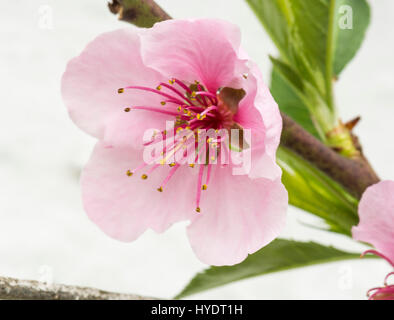 Nectarine/fleur de la pêche sur l'espalier arbres dans une serre Banque D'Images