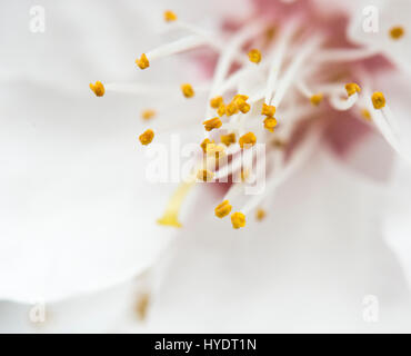 Nectarine/fleur de la pêche sur l'espalier arbres dans une serre Banque D'Images