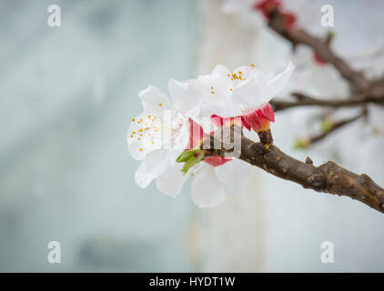 Nectarine/fleur de la pêche sur l'espalier arbres dans une serre Banque D'Images