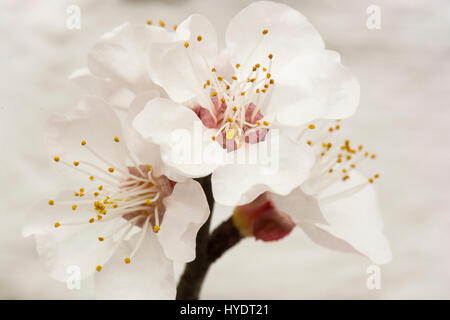 Nectarine/fleur de la pêche sur l'espalier arbres dans une serre Banque D'Images