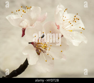 Nectarine/fleur de la pêche sur l'espalier arbres dans une serre Banque D'Images