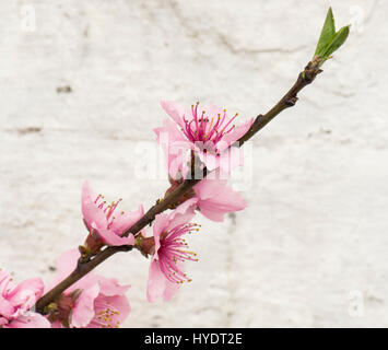 Nectarine/fleur de la pêche sur l'espalier arbres dans une serre Banque D'Images