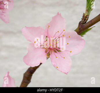 Nectarine/fleur de la pêche sur l'espalier arbres dans une serre Banque D'Images