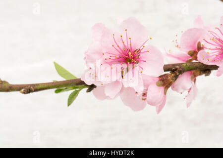 Nectarine/fleur de la pêche sur l'espalier arbres dans une serre Banque D'Images