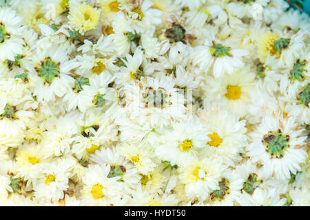 Type de fleur de chrysanthème blanc Nom de l'espèce Chrysanthemum indicum Linn. Banque D'Images