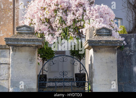 Fleurs de Printemps dans la jolie ville de Bath, England, UK Banque D'Images
