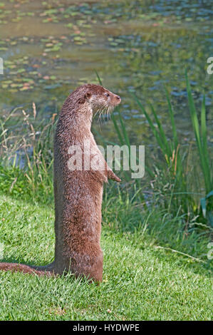 La loutre européenne (Lutra, Luta (Wild Life Center, nouvelle chapelle ; East Grinstead, Surrey, en captivité ; Banque D'Images