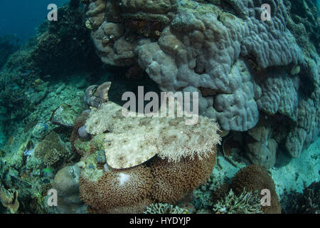 Un Eurcossorhinus wobbegong à pampilles (dasypogon) se trouve sur le fond marin dans la région de Raja Ampat, en Indonésie. Ce requin est un prédateur d'embuscade camouflés. Banque D'Images