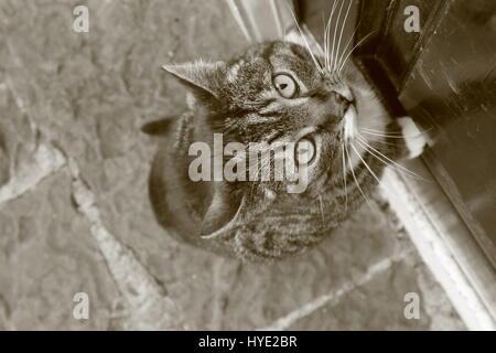 Chat furtif en noir et blanc Banque D'Images