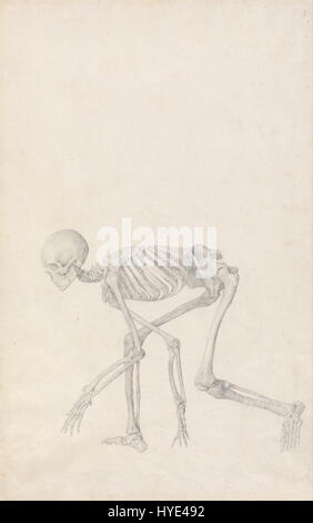 George Stubbs une exposition anatomique comparative de la structure du corps humain avec celle d'un tigre et un Co... Google Art Project (2362191) Banque D'Images
