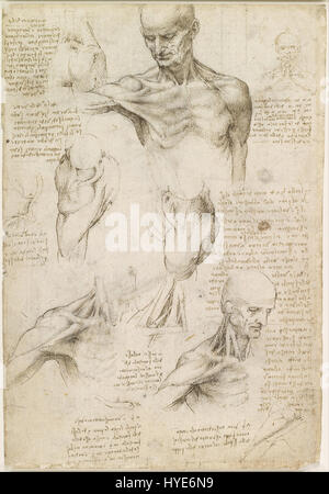 Leonardo da Vinci anatomie superficielle de l'épaule et du cou (recto) Google Art Project Banque D'Images