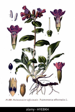 Pulmonaria officinalis L., communément appelé lungwort, est une plante herbacée originaire d'Europe et d'Asie. Il est utilisé en phytothérapie pour ses bienfaits respiratoires, et se caractérise par ses feuilles tachetées et ses fleurs bleues ou roses. Banque D'Images
