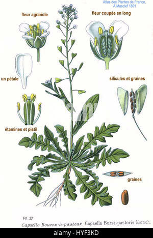 Capsella bursa-pastoris, communément appelé bourse de berger, est une espèce végétale de la famille de la moutarde. Il est largement distribué et reconnu pour ses petites gousses de graines triangulaires. La plante est utilisée en médecine traditionnelle et est considérée comme une mauvaise herbe dans de nombreuses régions. Banque D'Images