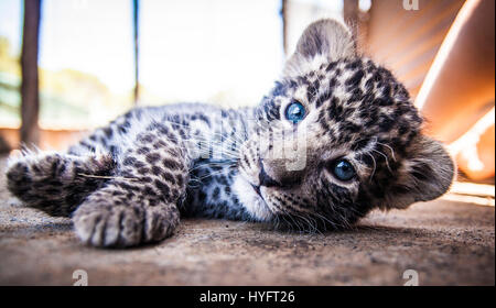 Leopard en Afrique du Sud Banque D'Images