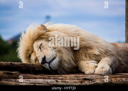 Lion en Afrique Banque D'Images