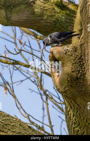 Paire de choucas la construction d'un nid dans un tronc d'arbre creux, West Yorkshire, Royaume-Uni Banque D'Images