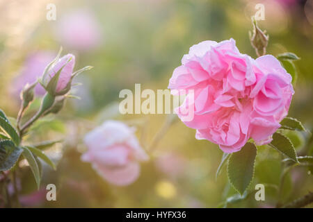 Rosa damascena Banque D'Images