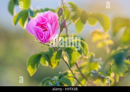 Rosa damascena Banque D'Images