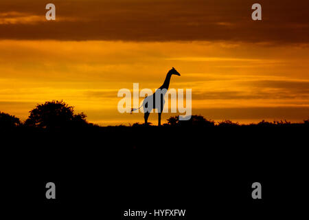 Giraffa giraffe giraffa angolensis Angola appelé girafe namibien au lever du soleil du nord de la Namibie Banque D'Images