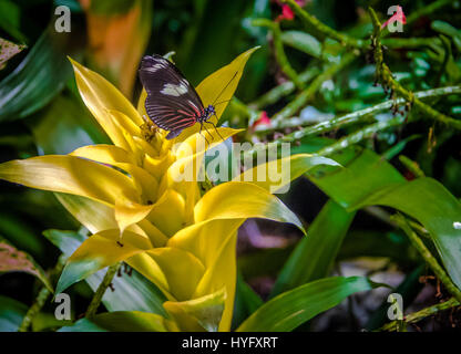 Papillon doré (Heliconius doris viridis) Banque D'Images